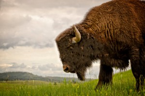 stock-photo-42287054-buffalo-american-bison-